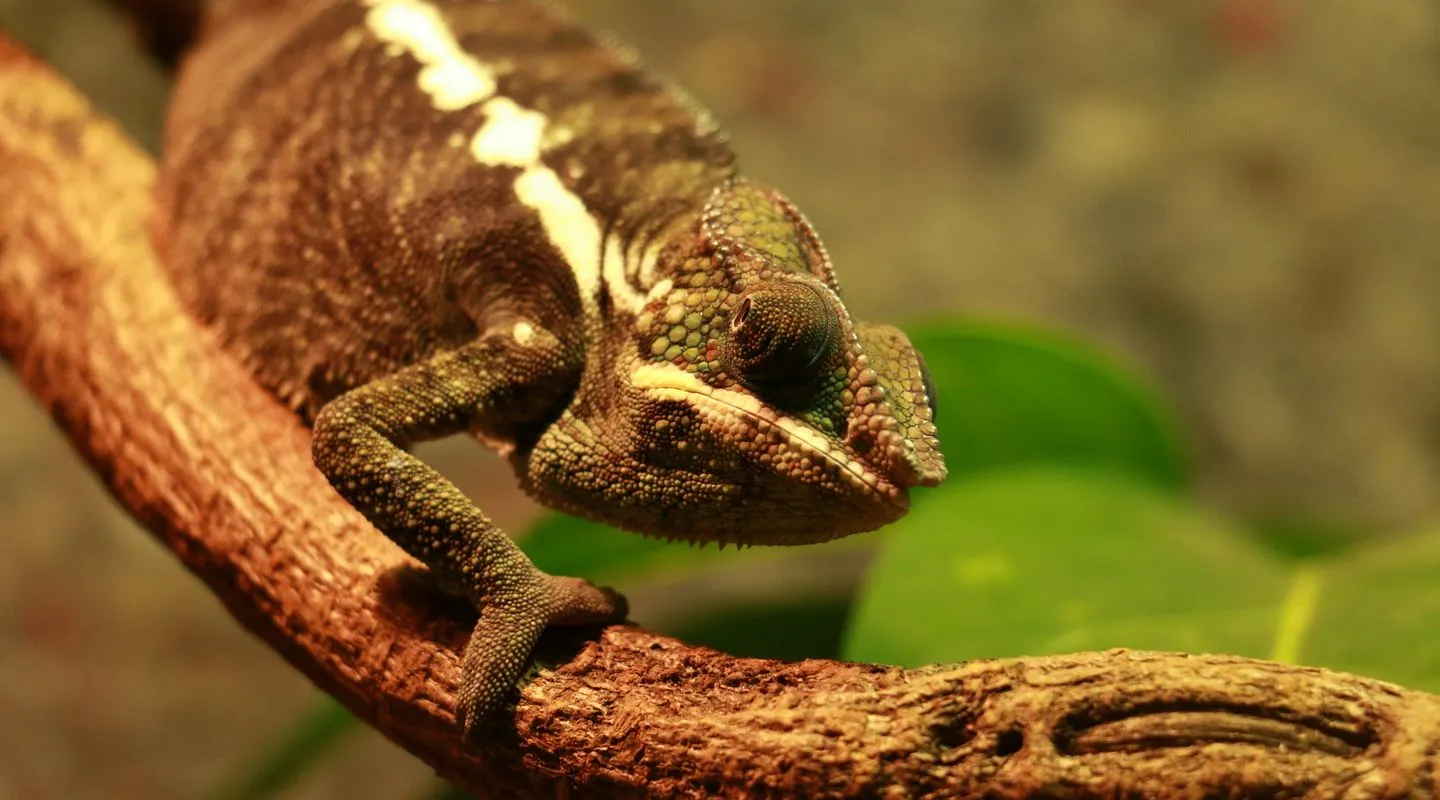 Discover the Panther chameleon | Nausicaa